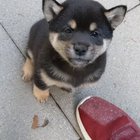 The tiniest awoo