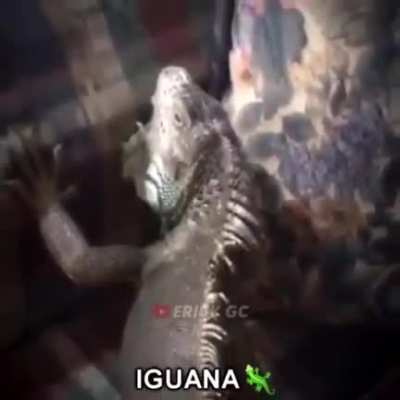 Iguana