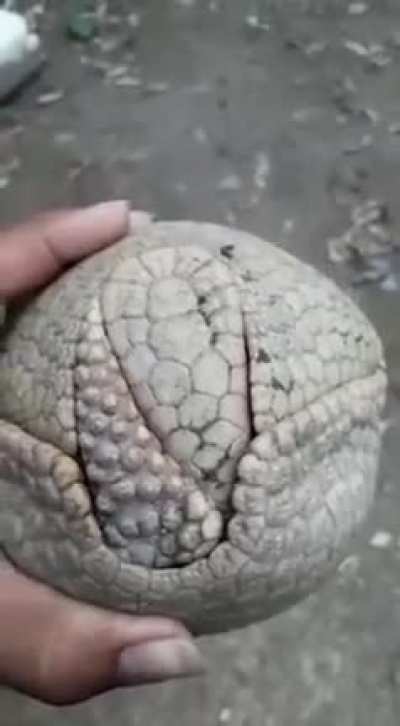 Homen prova a existência de deus com poucas palavras apartir do animal maus lindo da natureza