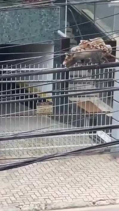 today it happened in front of my house apparently it's a possum mother with her puppies