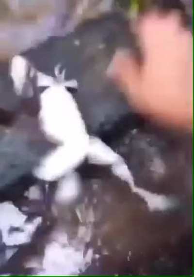 Frog