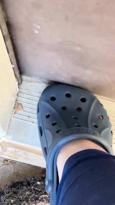 Moth vs Crocs