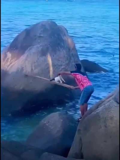 Cat rescued.