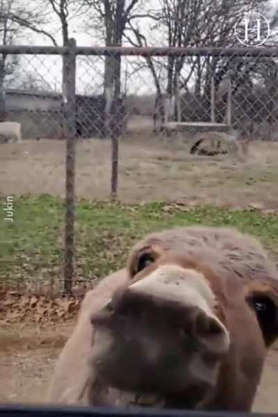 how adorable