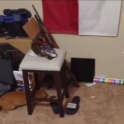 Stupid cat.