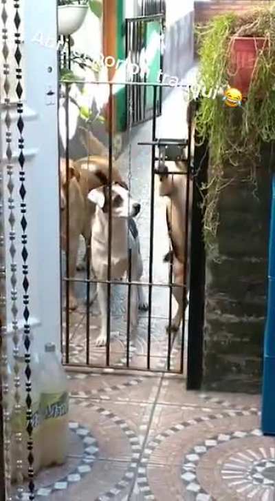 Hoy es Viernes, hoy se sale perris..!