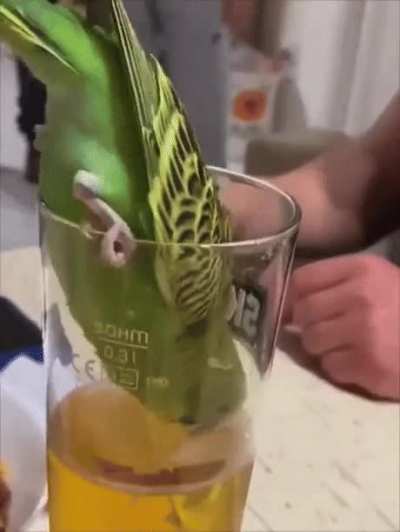 I think parrot has problems
