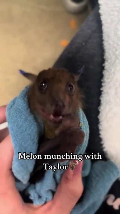 Bat eating melon