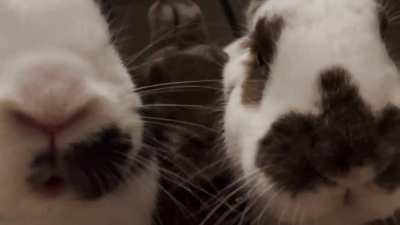 Om nom nom 🐇