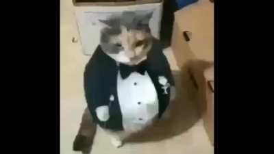 gato guatoncito simplemente nada que decir
