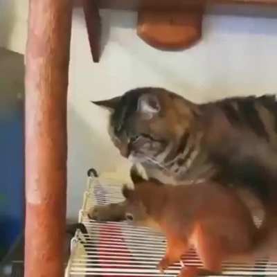 Все любят Котиков
