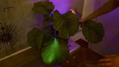 I made a Plamp 💡+ 🌱= 🌈