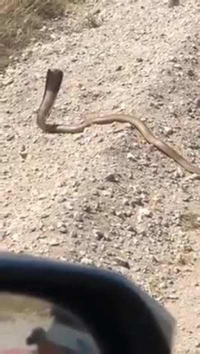 serpentine.. SERPENTINE