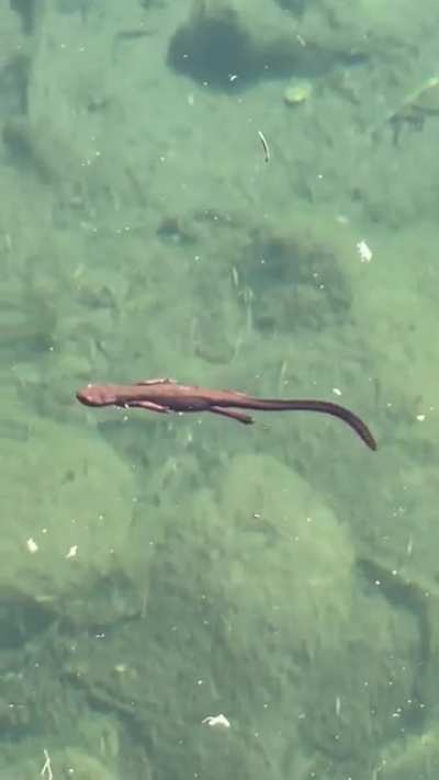 Rough-Skinned Newt