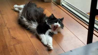 Cack cack YAWN cack cack