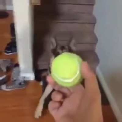 Duke do you want the ball !