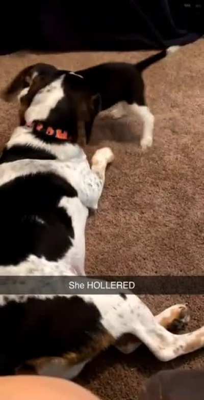 My Beagle Puppy