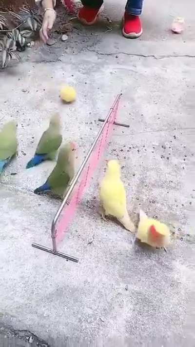 Not exactly black crows