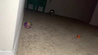 My cat scared the bejeezus out of me 😅