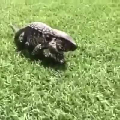 yes