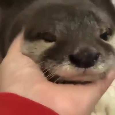 DON'T CRY, DEAR OTTER ... I LUV YA