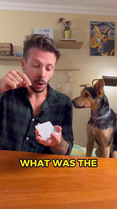 Observation test for my dog