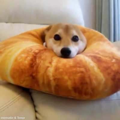 Here’s a doggo