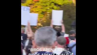 ‘Birds Aren’t Real’ Protest in NYC