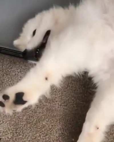 woof_irl