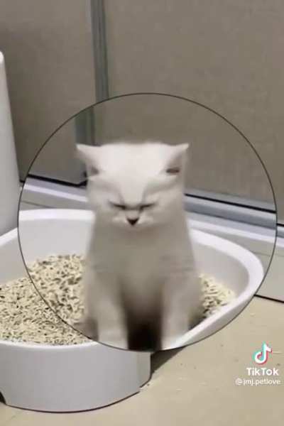 Constipated kitty 🐈