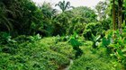 le jungle has arrived