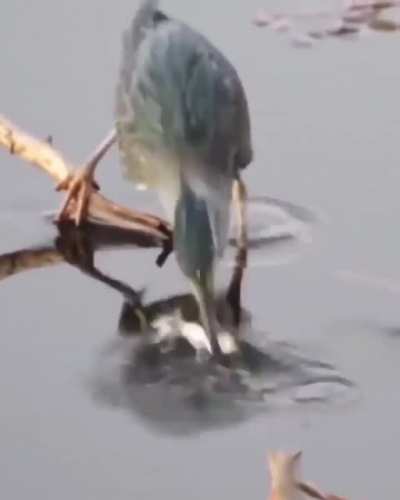 Striated heron using a dead bug for fishing