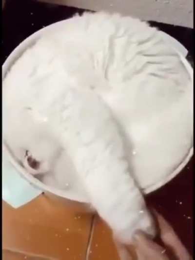 Cappuccino Cat
