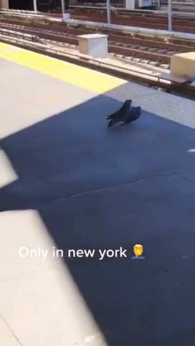 Pigeon tough guys.
