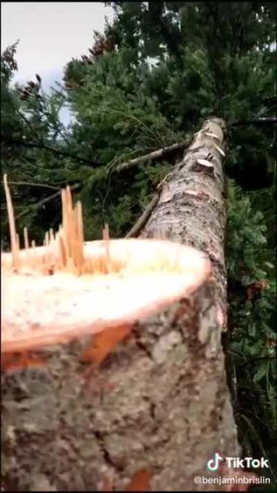 Felling this tree