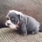 His wiggle was too strong !