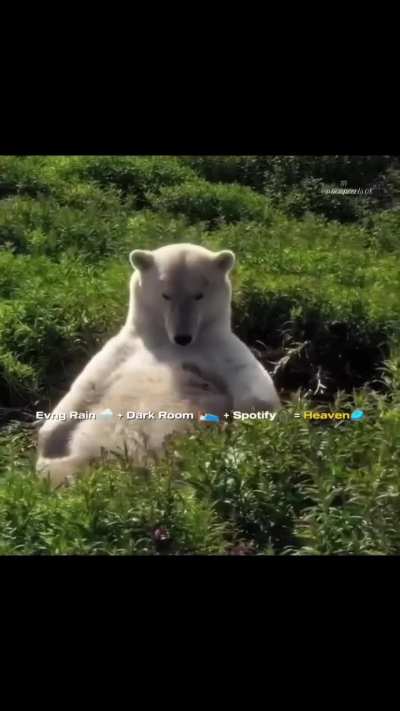 bearsdoinghumanthings