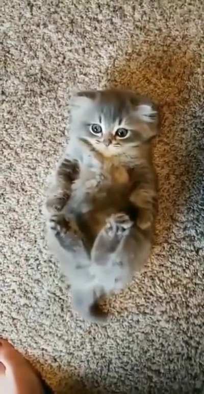 I demand more pets!