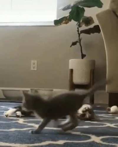 Disability could not hinder a cat from performing its duties.