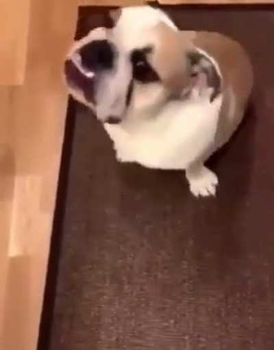 Baserad hund