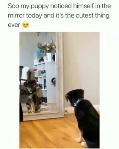 Woof irl