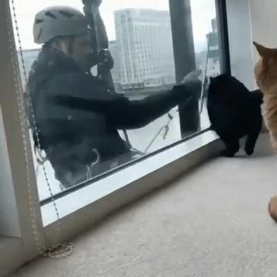 Playing with cats