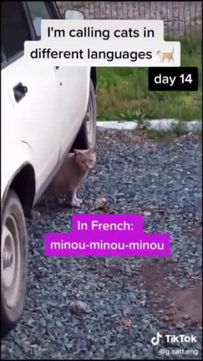 How to know your cat’s nationality