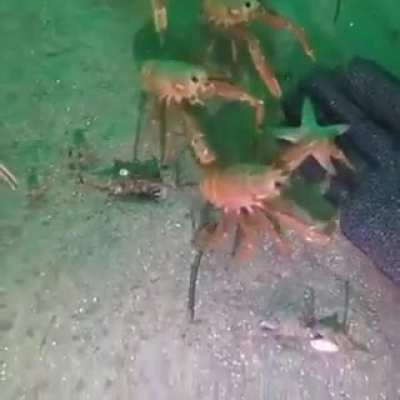Crab 🦀
