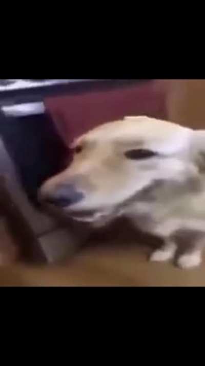 Butter dog
