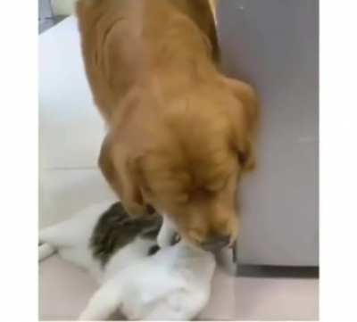 Her kedi gördüğümde aklıma jelibon geliyor. Özlettin lan zalımın evladı