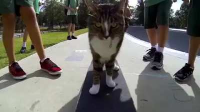 You can never hope to be as cool as this cat