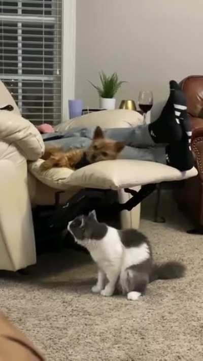 very annoying cat