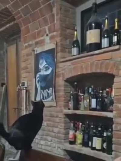 Cats are just built different.