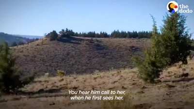 Wild horse sprints to his girlfriend after 2 years apart <3 <3